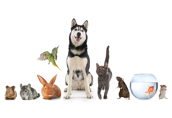 Pet Parlour offer background image