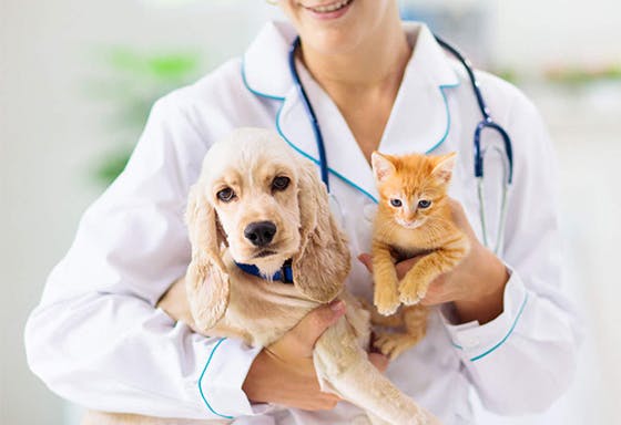 PetsOnMe Pet Insurance offer background image