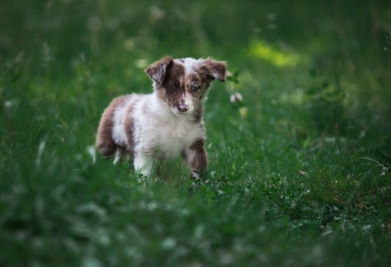 Petbarn offer background image